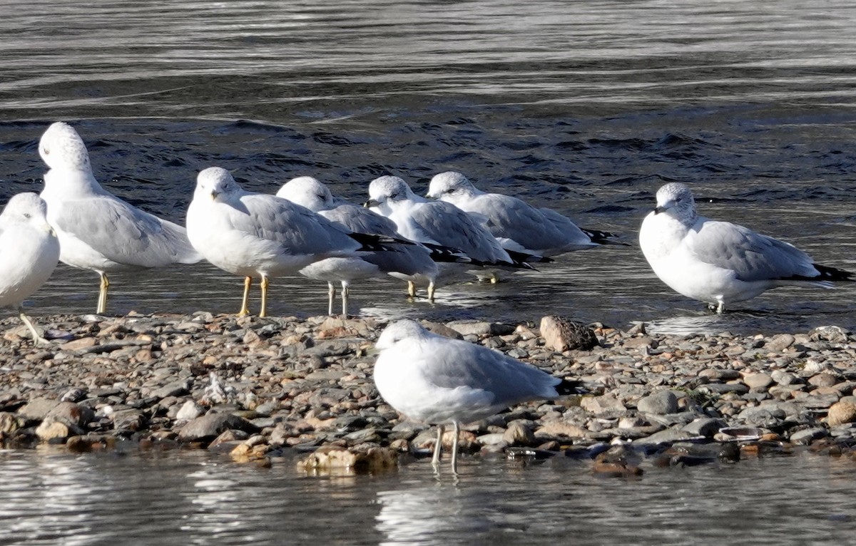 Ring-billed Gull - ML646361406