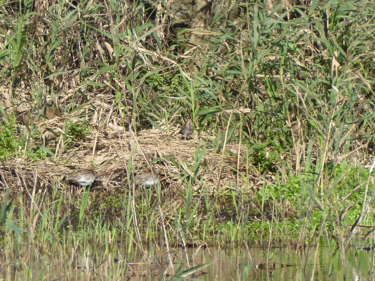 Wilson's Snipe - ML646361408