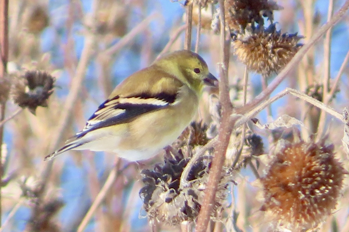 American Goldfinch - ML646361409