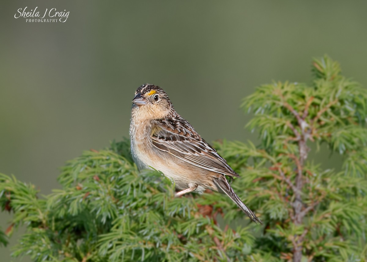 Grasshopper Sparrow - ML646361412