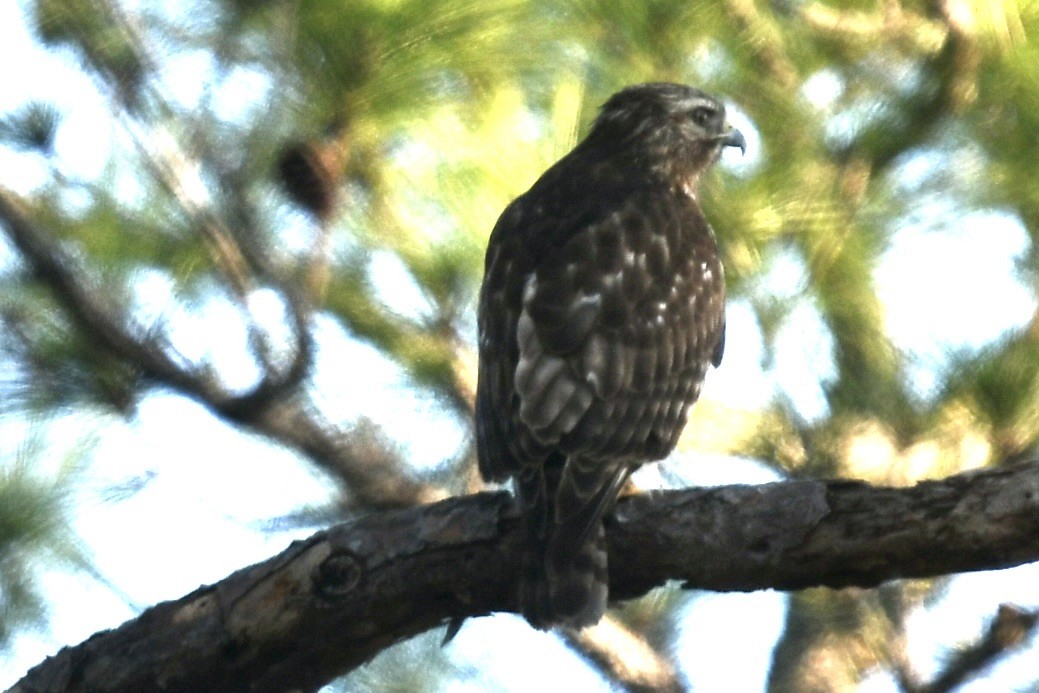 Kızıl Omuzlu Şahin - ML646361413