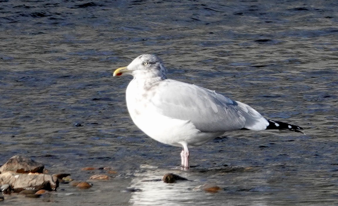 American Herring Gull - ML646361427