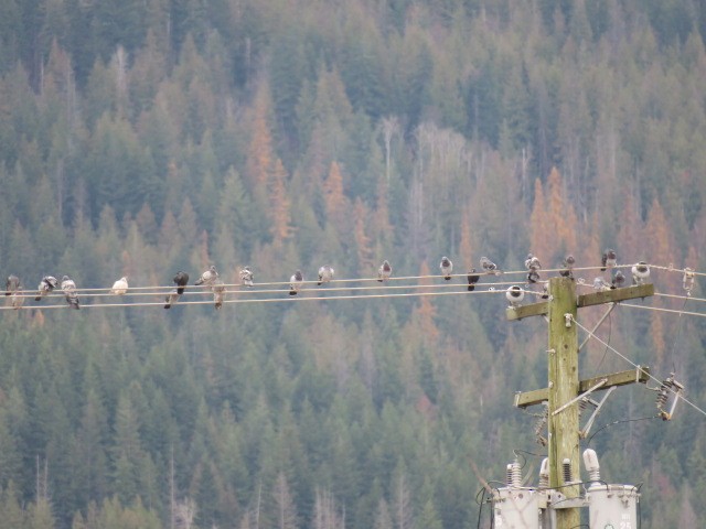 יונת בית - ML646361431