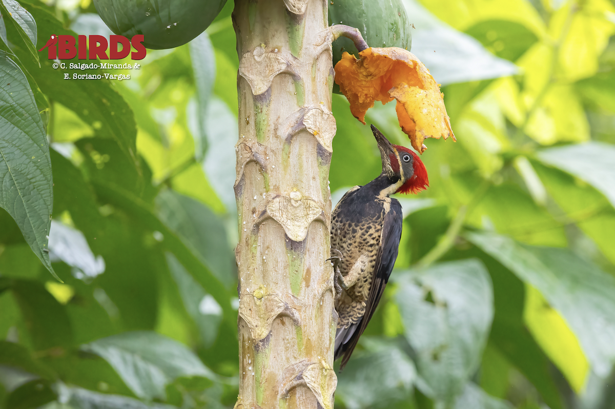 Lineated Woodpecker - ML646361433