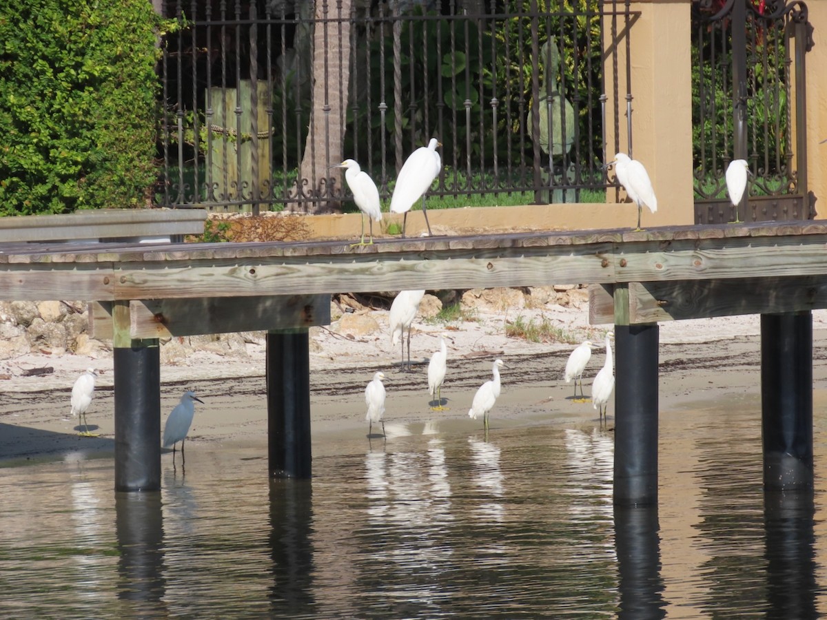 volavka bělostná - ML646361434