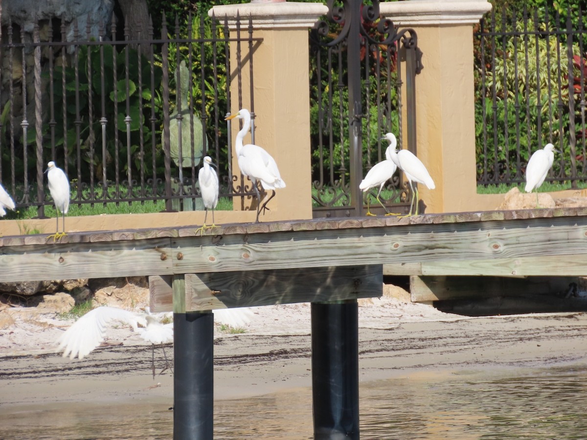 volavka bělostná - ML646361435