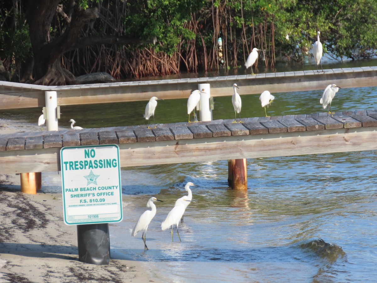 volavka bělostná - ML646361436