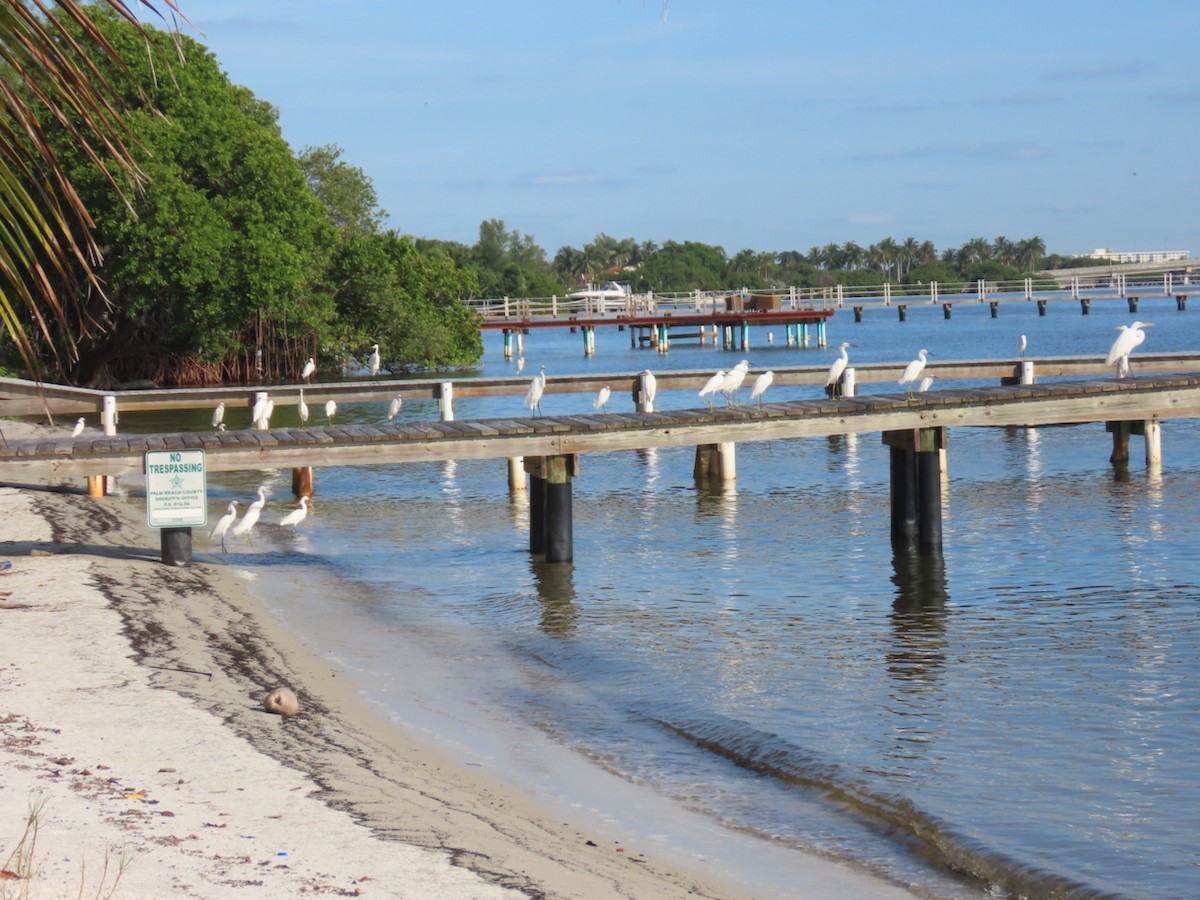 volavka bělostná - ML646361437