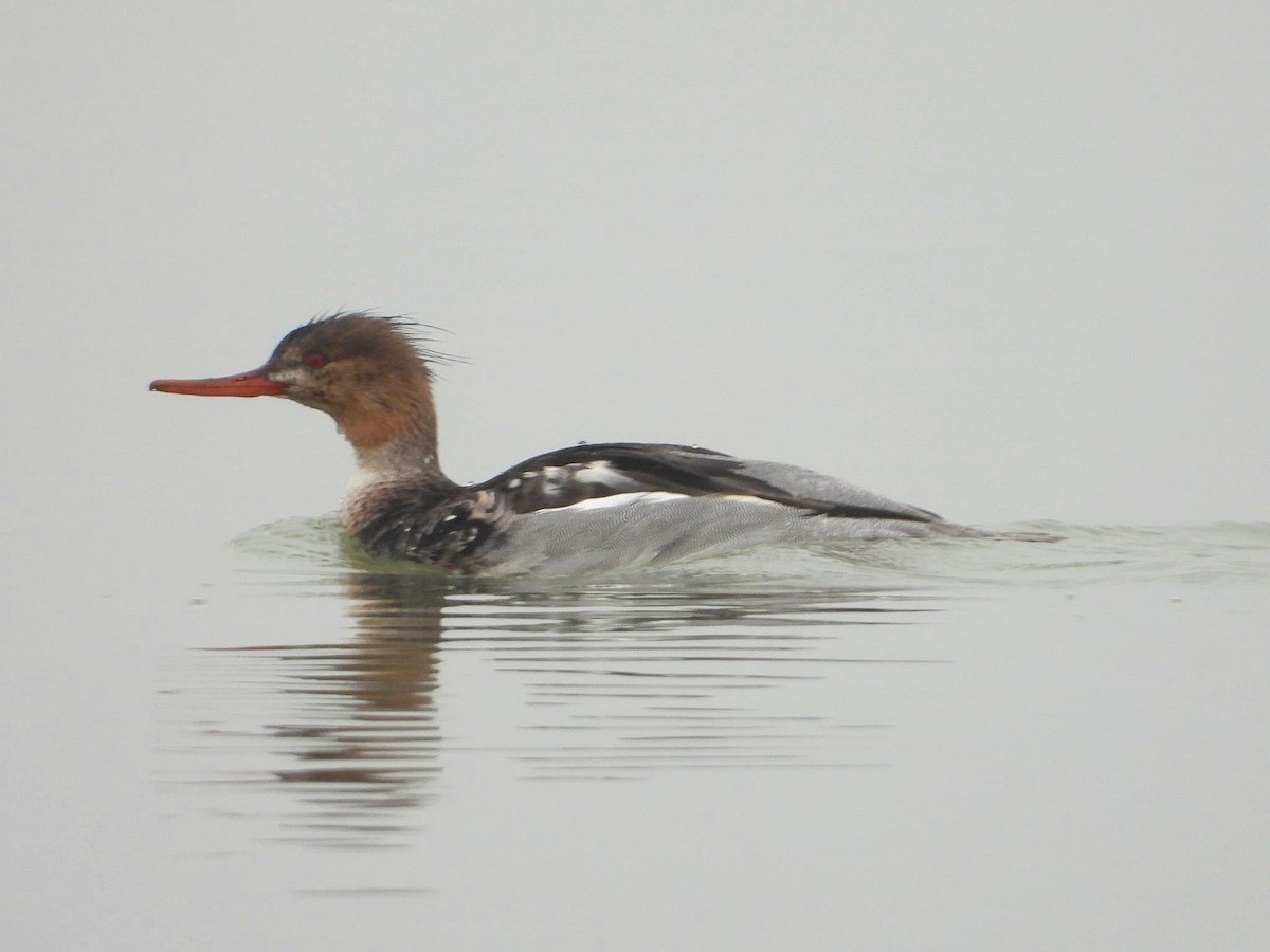 morčák prostřední - ML646361438