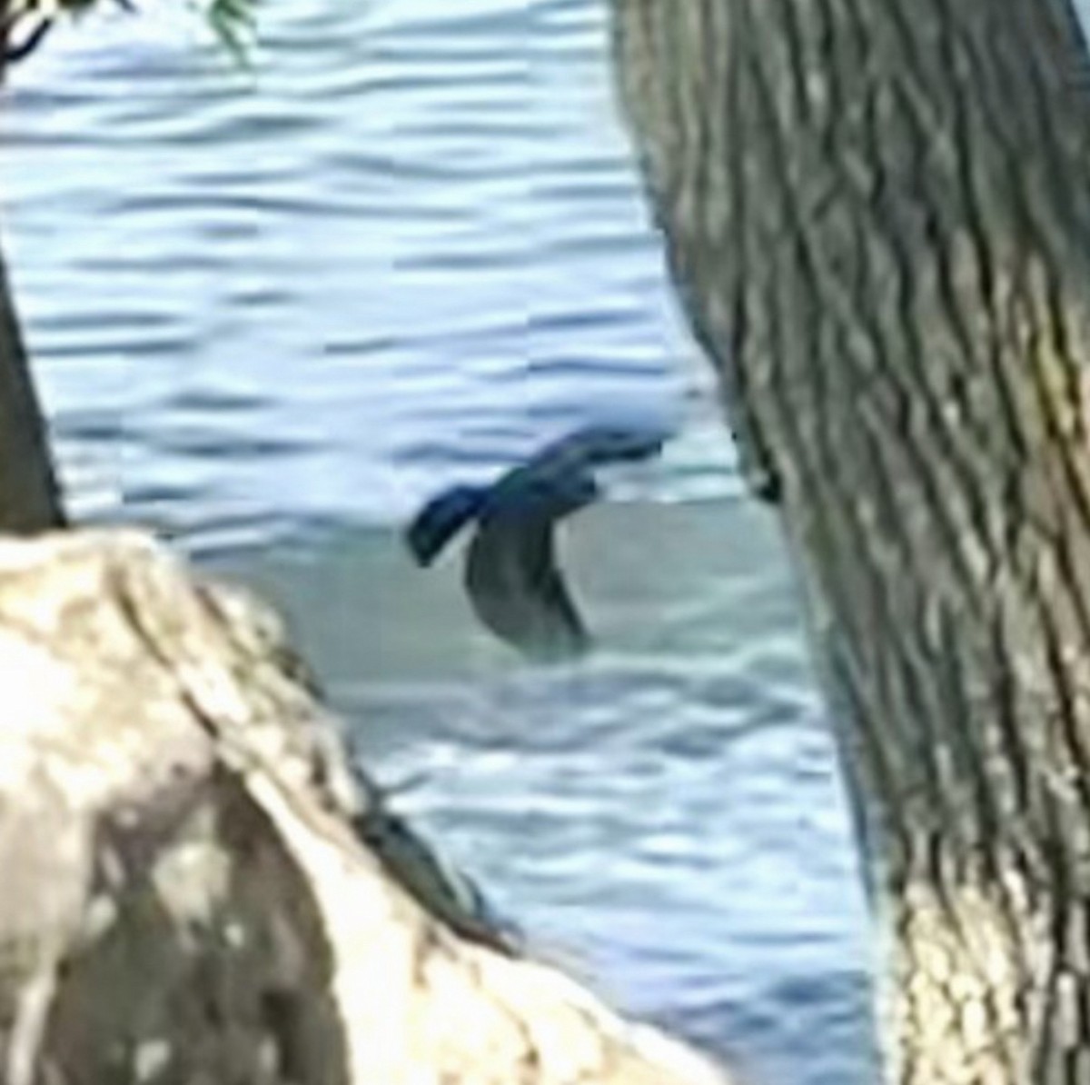 Brown-headed Cowbird - ML646361440