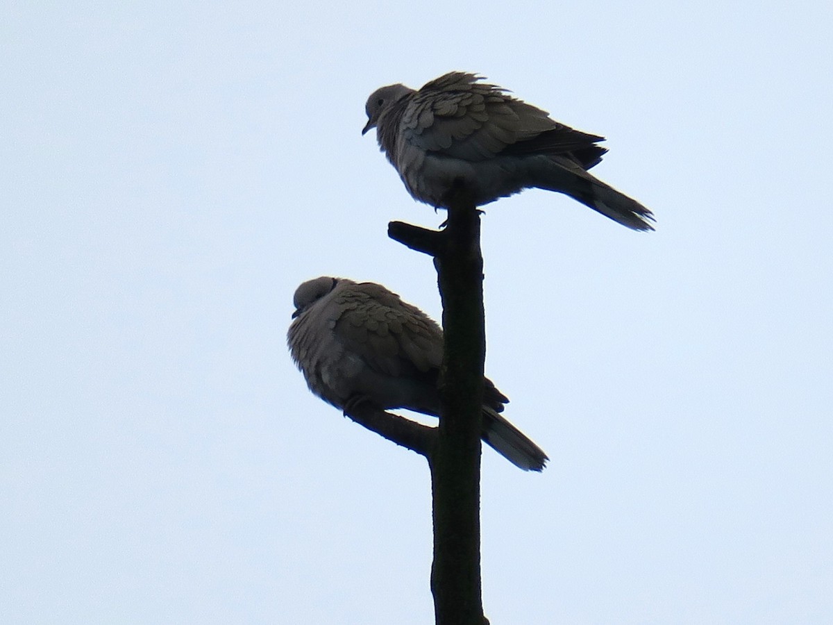 hrdlička zahradní - ML646361441