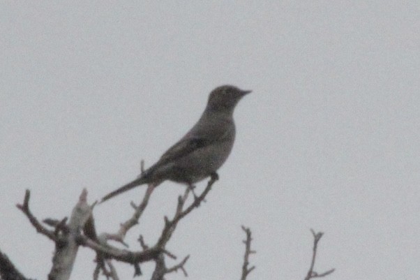 lesňák západní - ML646361443