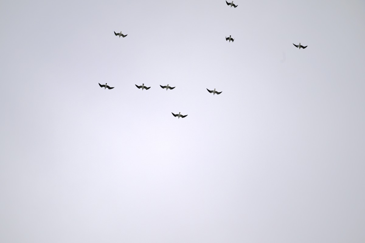 hrdlička karolínská - ML646361444