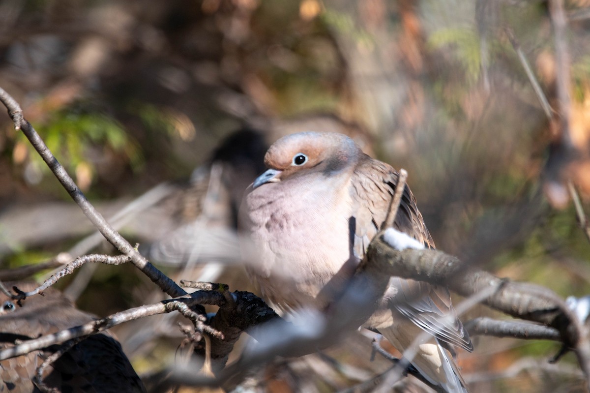 hrdlička karolínská - ML646361446