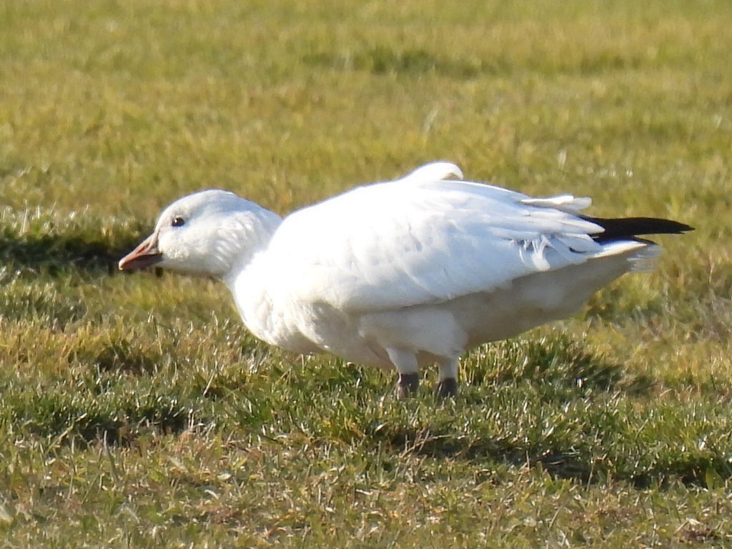 Ross's Goose - ML646361447