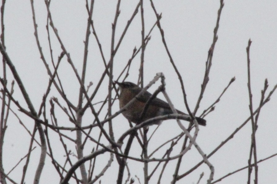 drozd stěhovavý - ML646361449