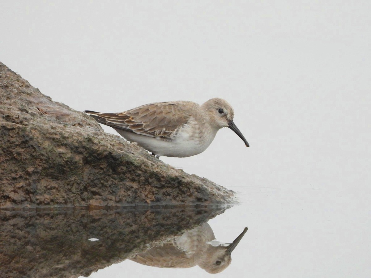 Dunlin - ML646361450