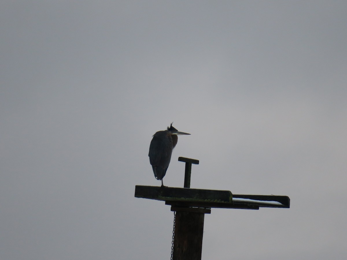 volavka velká - ML646361451