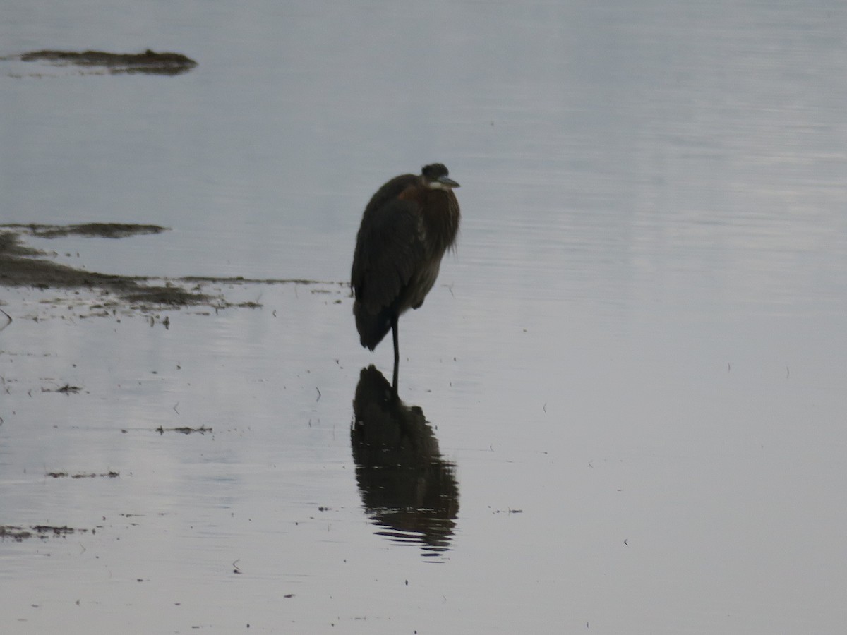 volavka velká - ML646361452