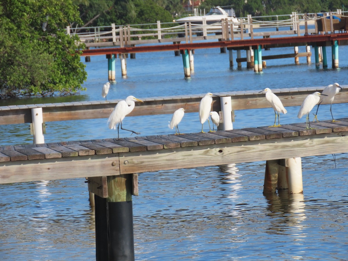 volavka bílá - ML646361454