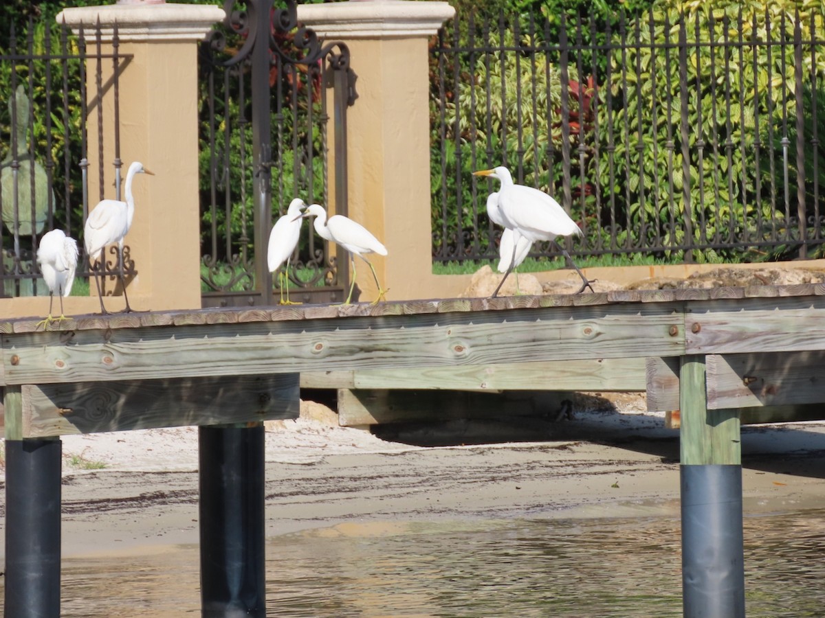 volavka bílá - ML646361455