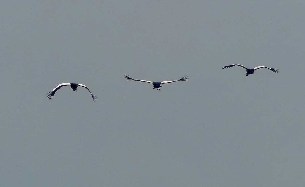 jeřáb královský - ML646361456