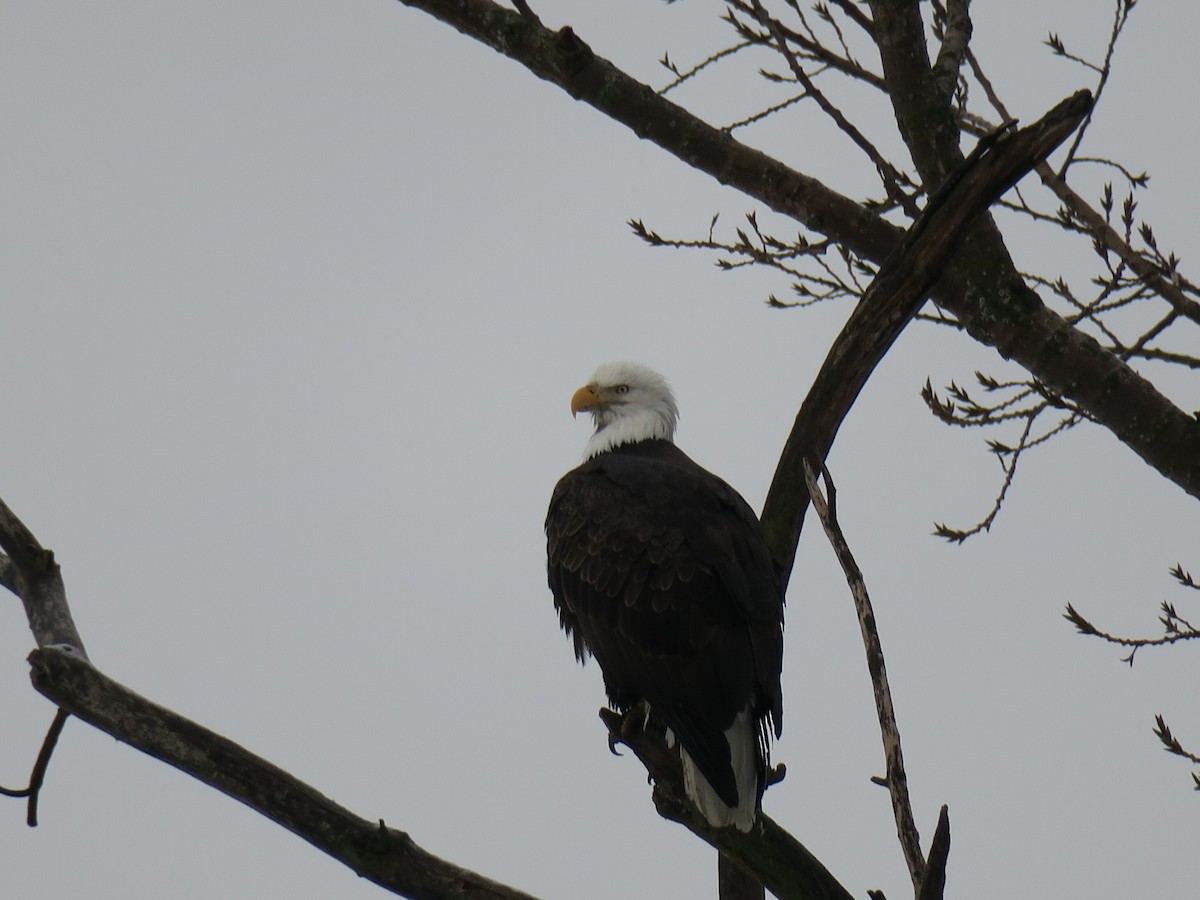 orel bělohlavý - ML646361457