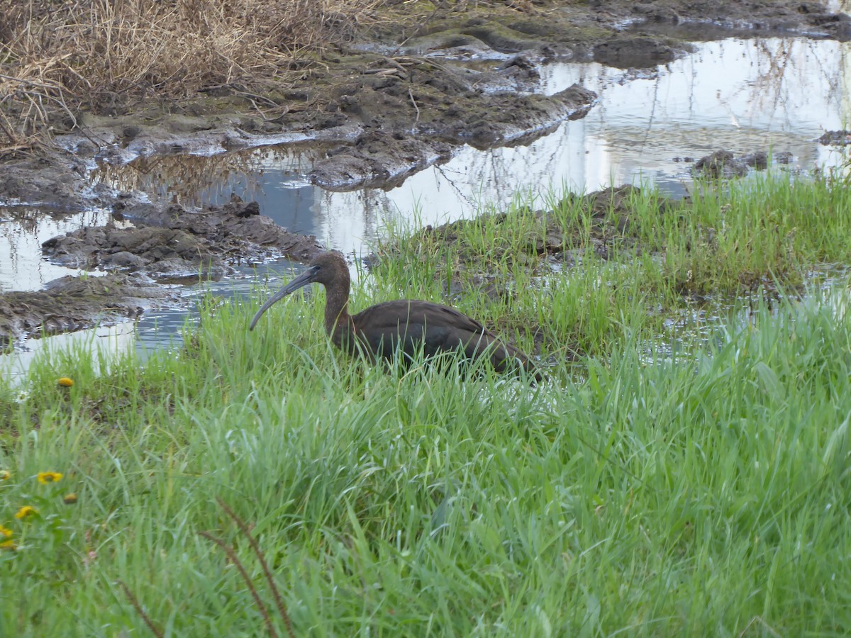 Glossy Ibis - ML646361458