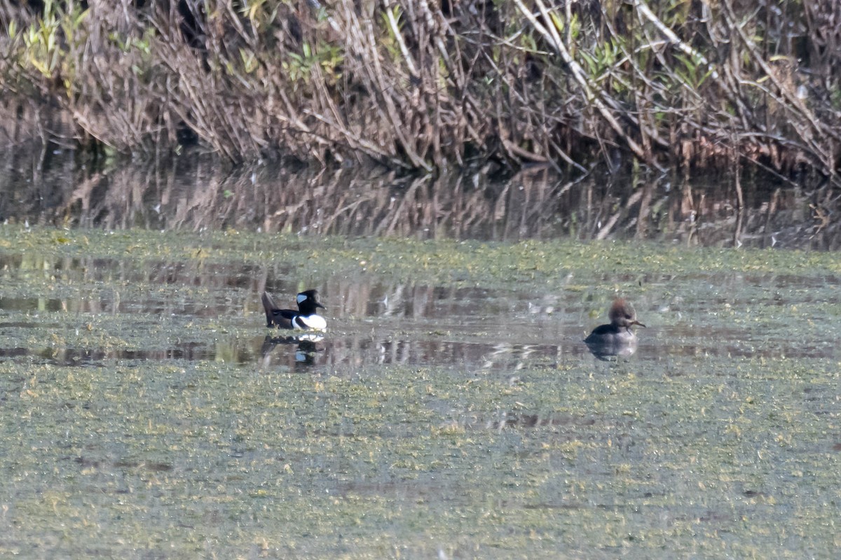 morčák chocholatý - ML646361459