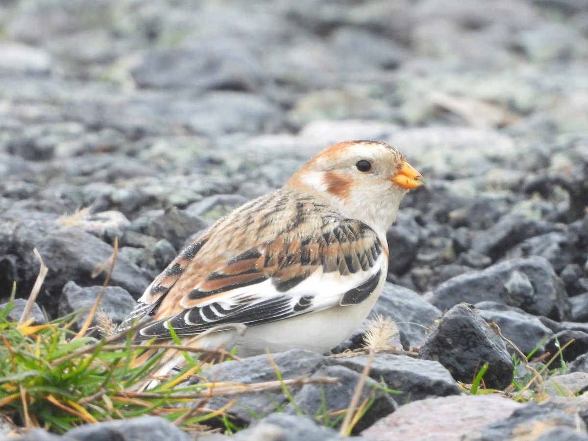 Snow Bunting - ML646361460