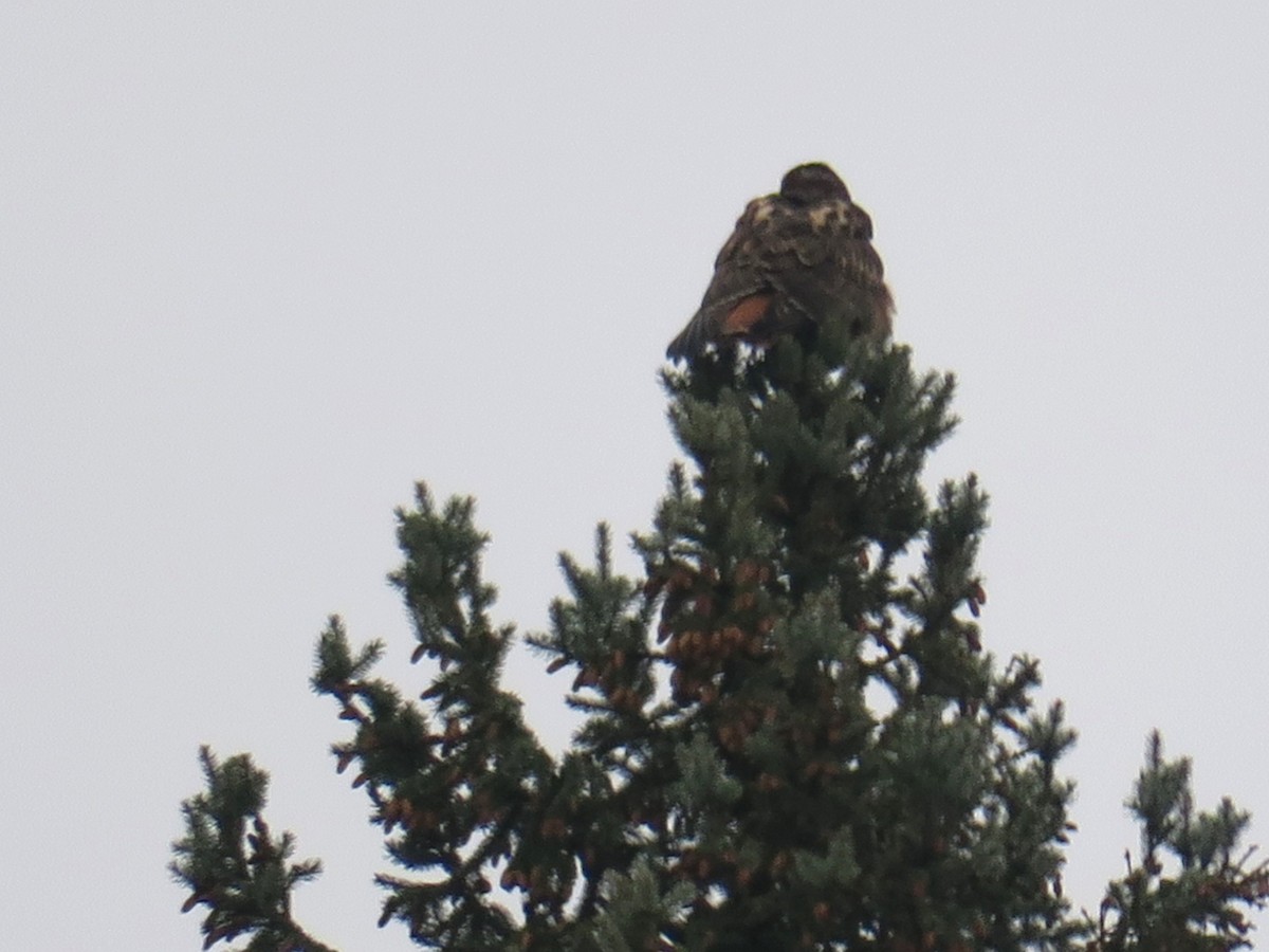 káně rudochvostá - ML646361461