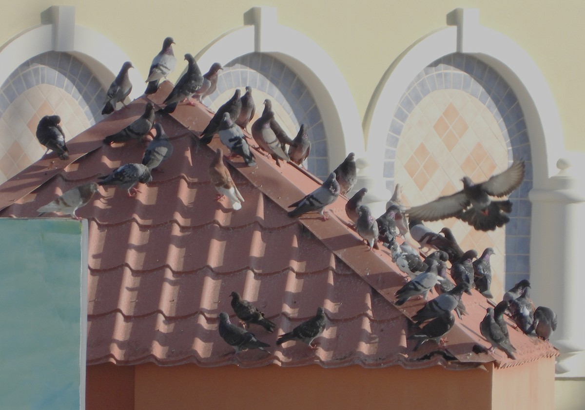 holub skalní (domácí) - ML646361462