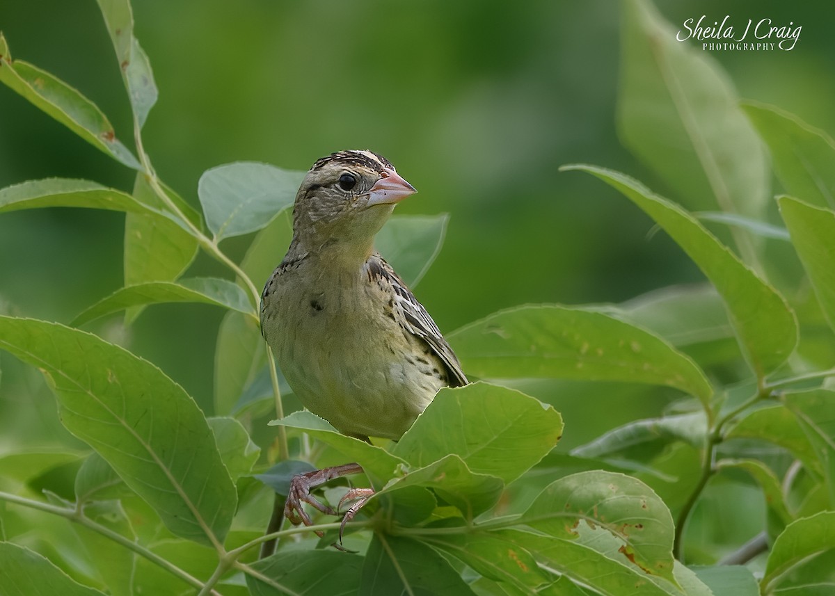 bobolink americký - ML646361463