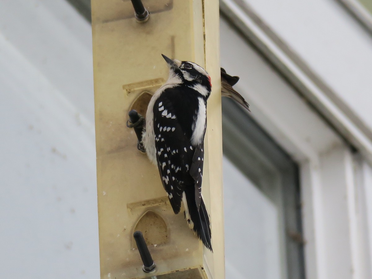 strakapoud osikový - ML646361464