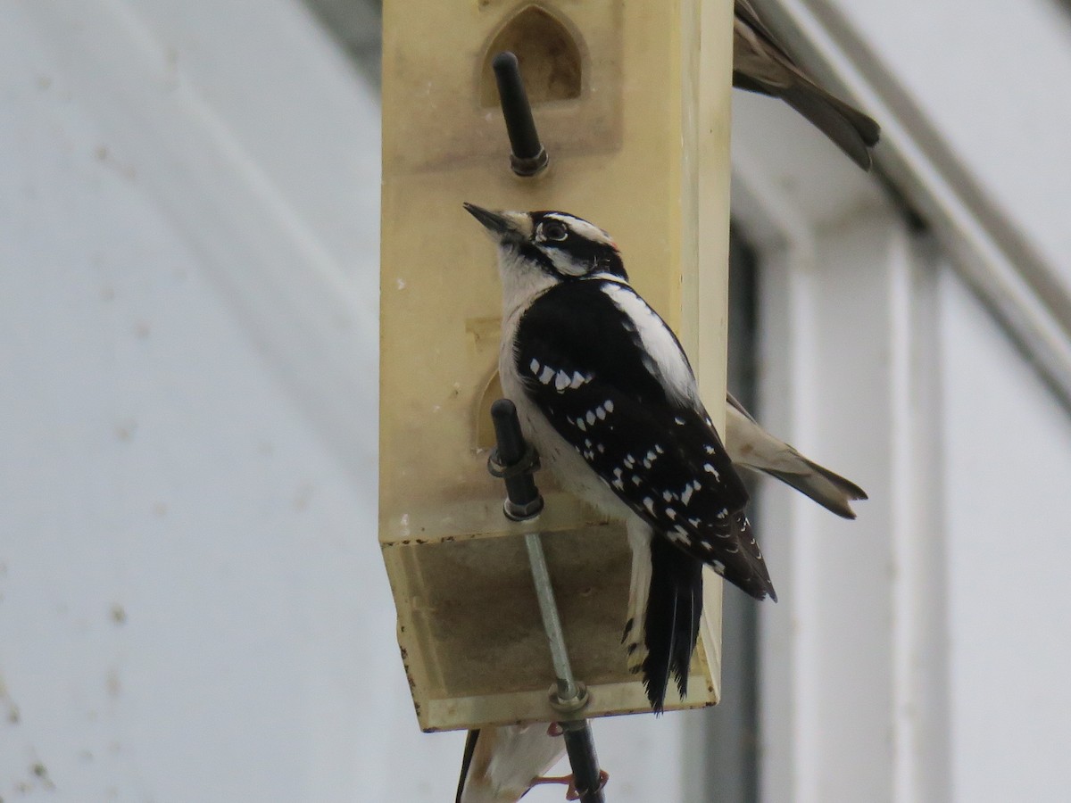 strakapoud osikový - ML646361465