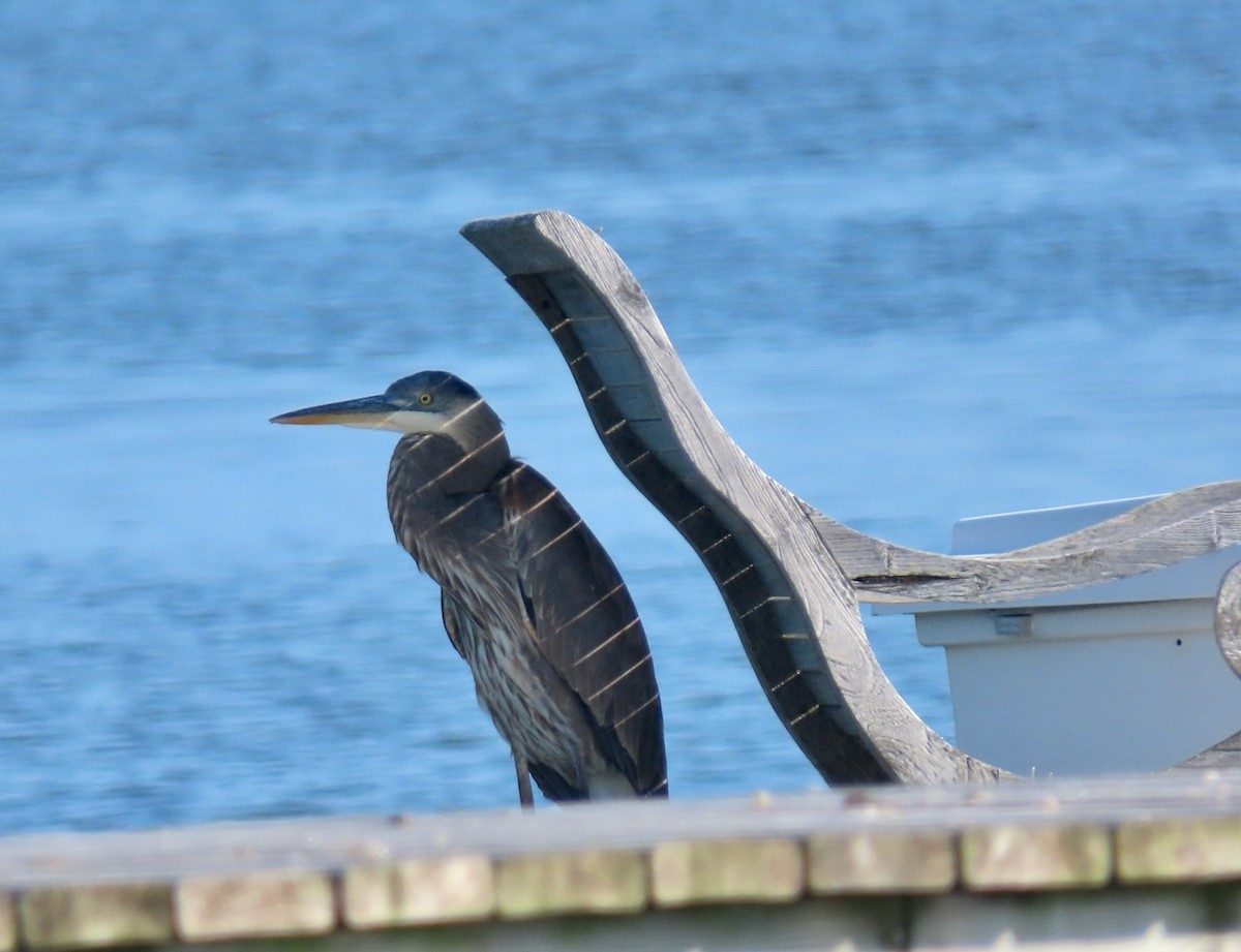 volavka velká [skupina herodias] - ML646361466