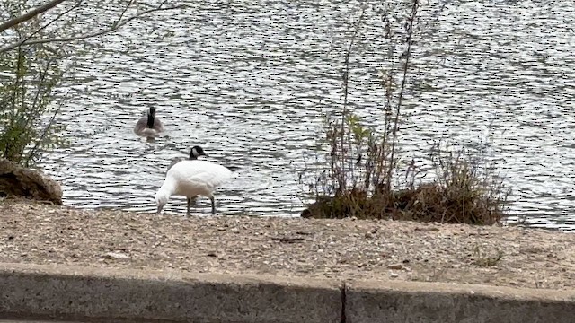 Ross's Goose - ML646361468