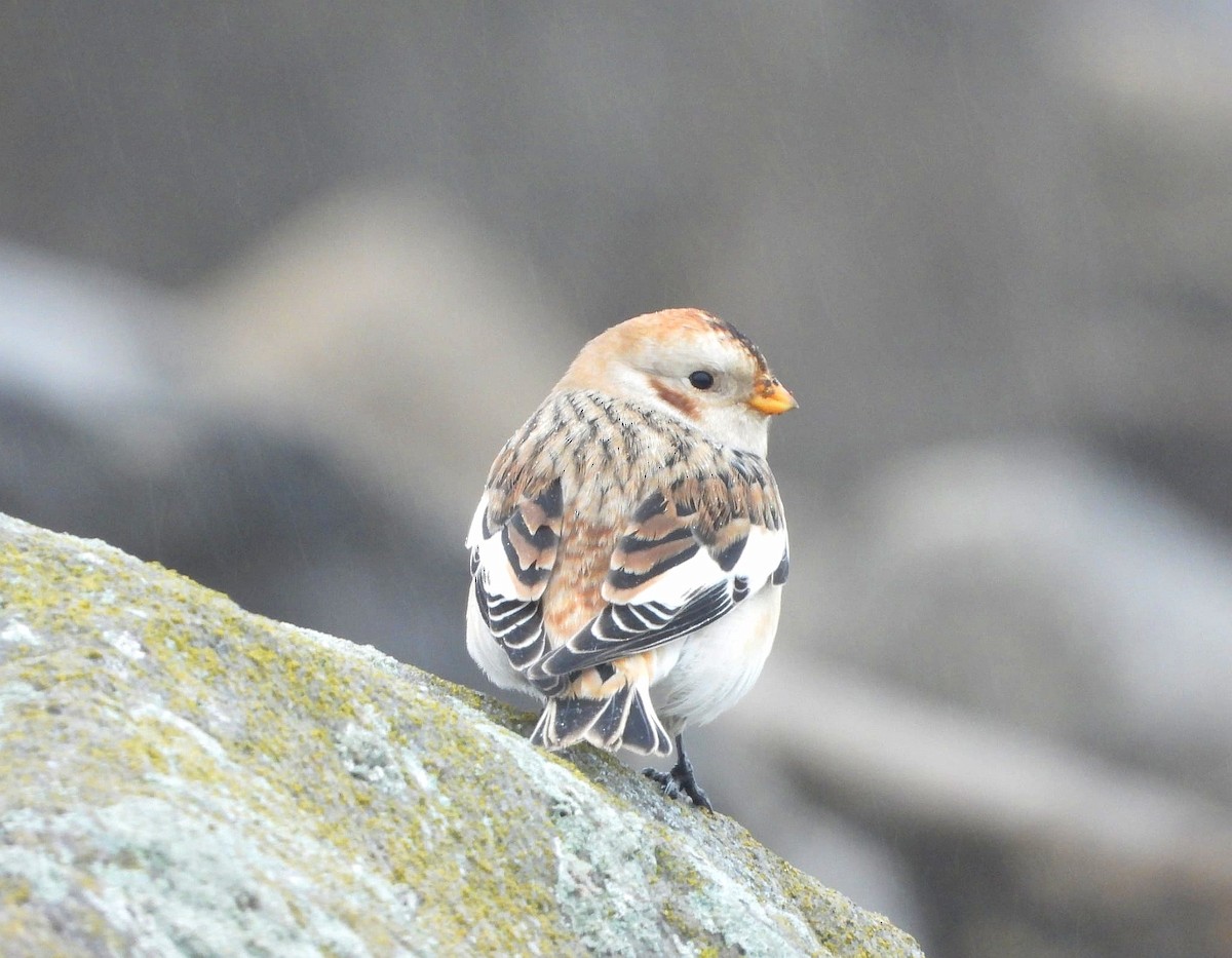 Snow Bunting - ML646361469