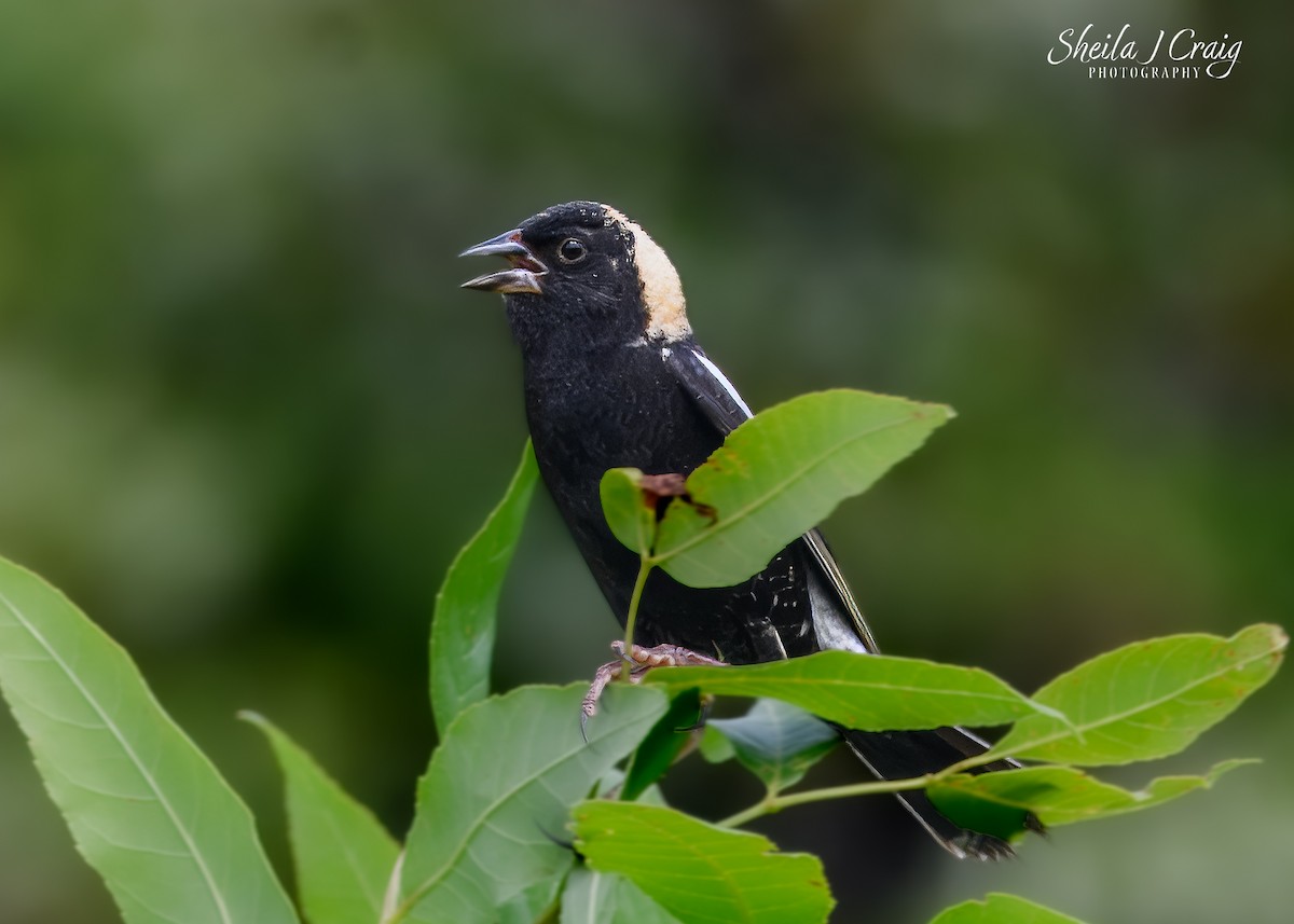 bobolink americký - ML646361470