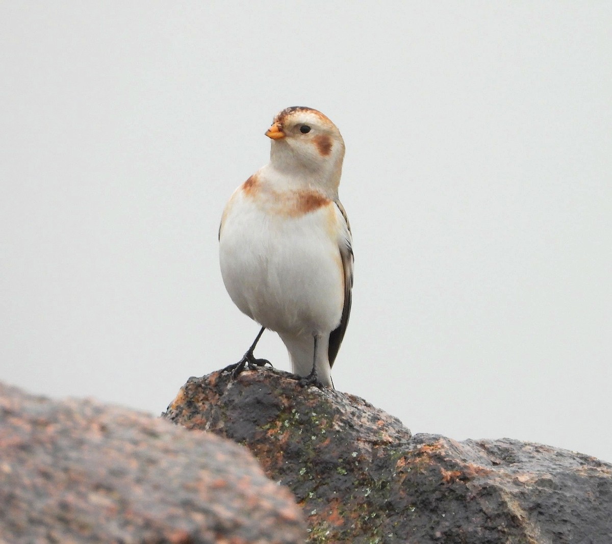 Snow Bunting - ML646361471