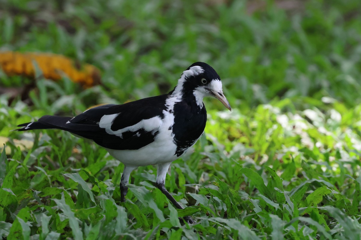Magpie-lark - ML646361472