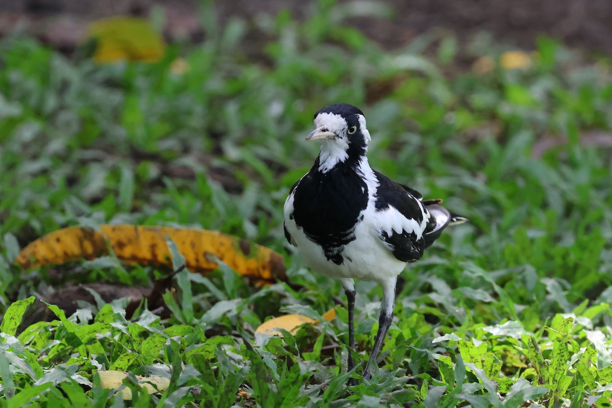 Magpie-lark - ML646361473