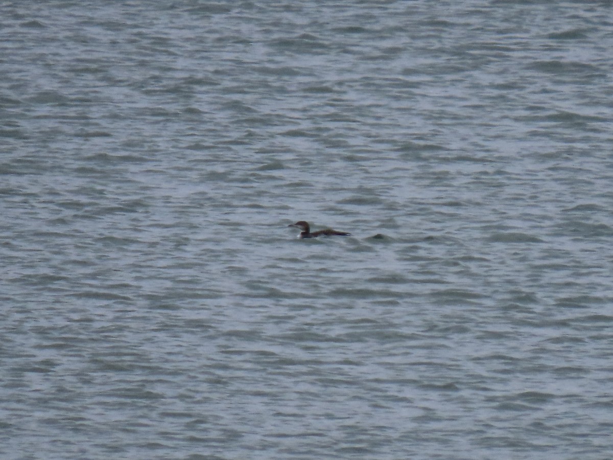 potáplice lední - ML646361474