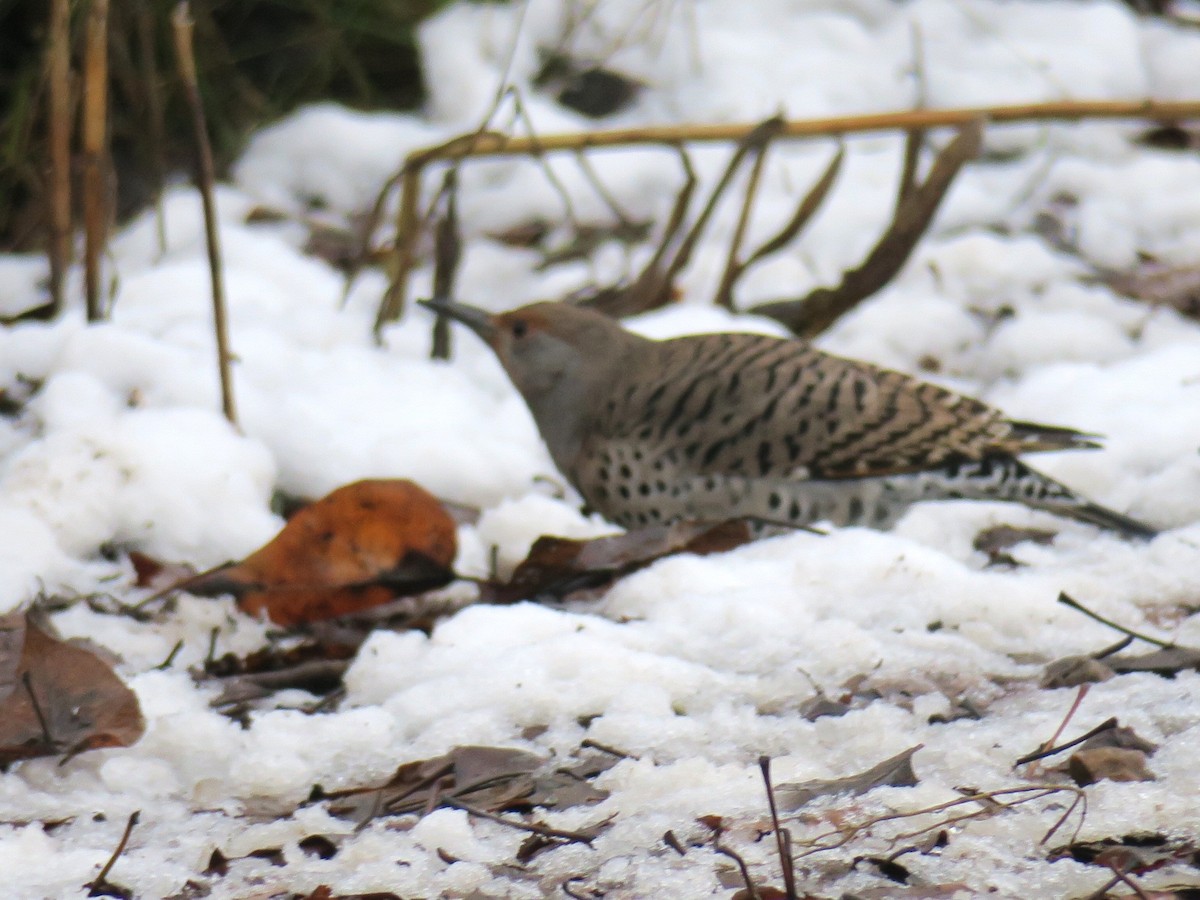 datel zlatý - ML646361475