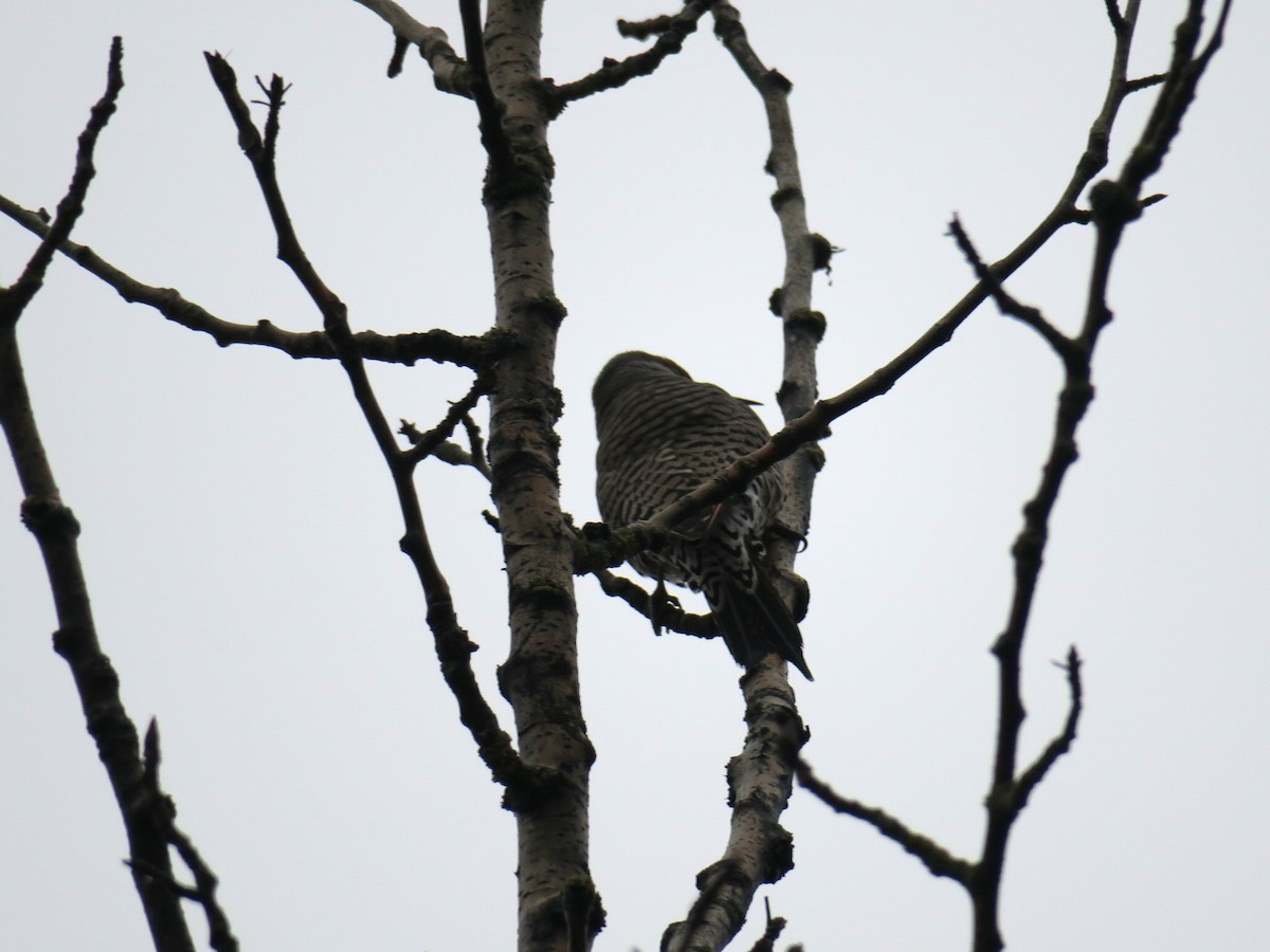 datel zlatý - ML646361476