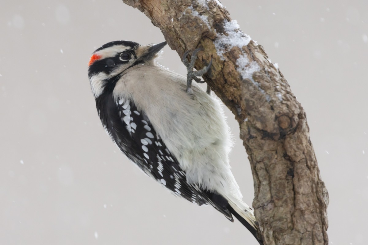 Downy Woodpecker - ML646361485