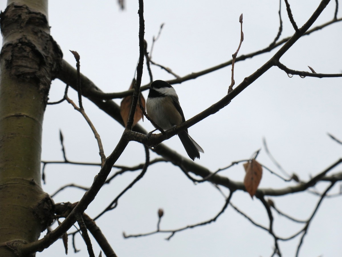 Гаїчка світлокрила - ML646361486