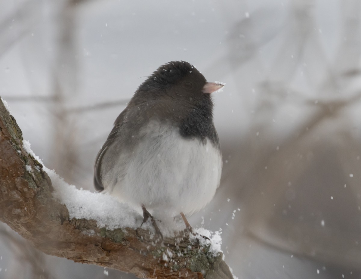 יונקו כהה-עין - ML646361487