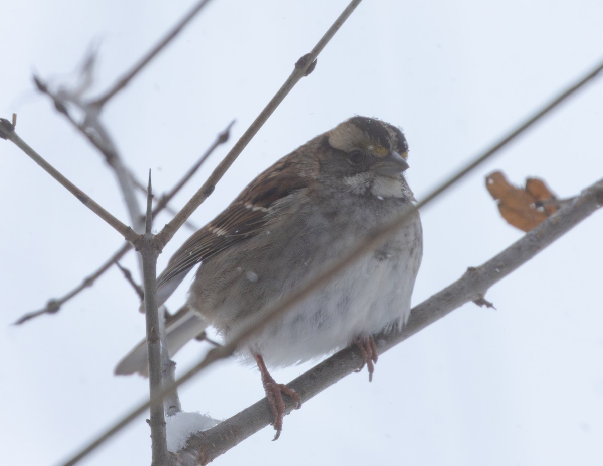 גיבתונית לבנת-גרון - ML646361488