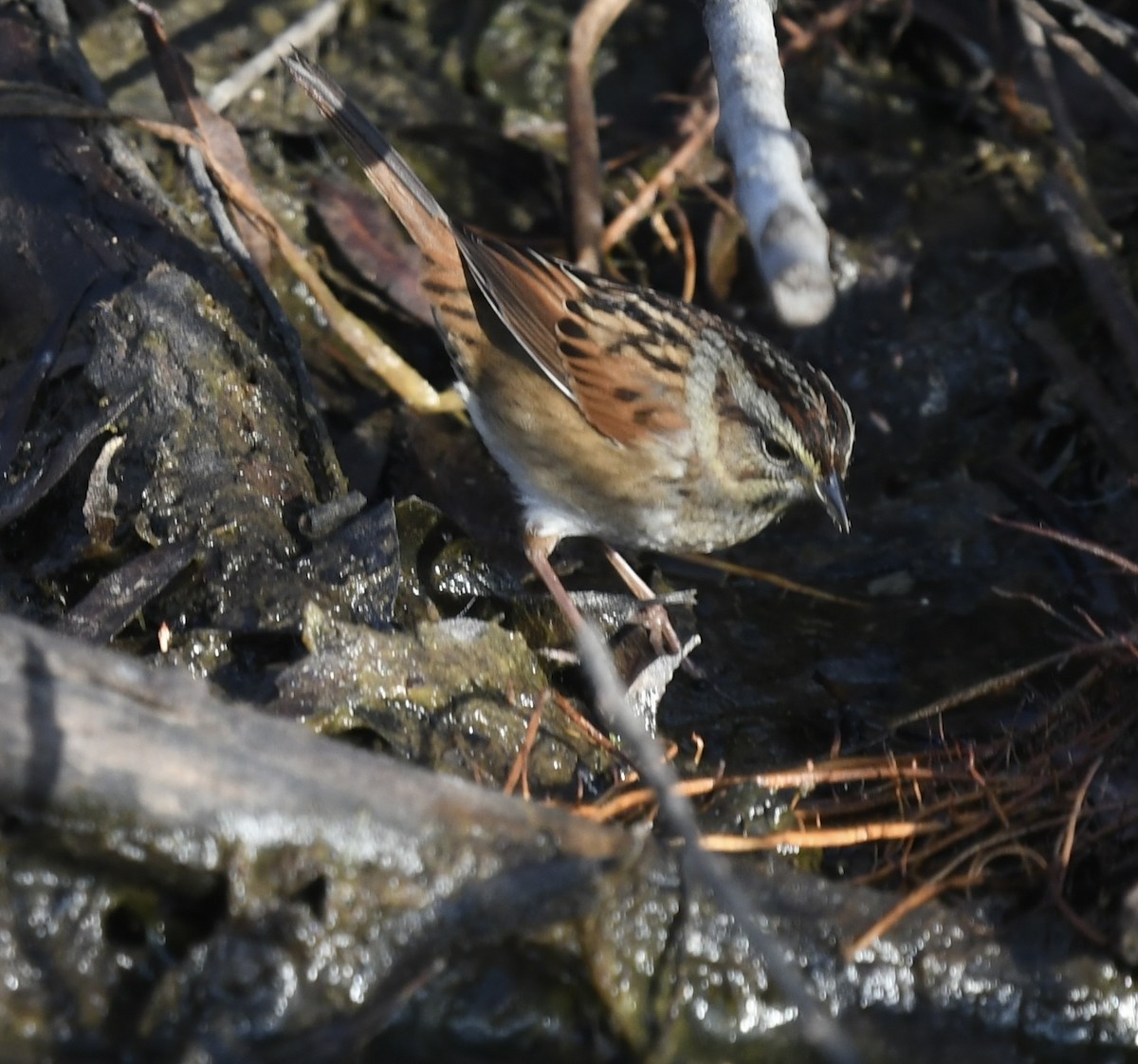 Bataklık Serçesi - ML646361493